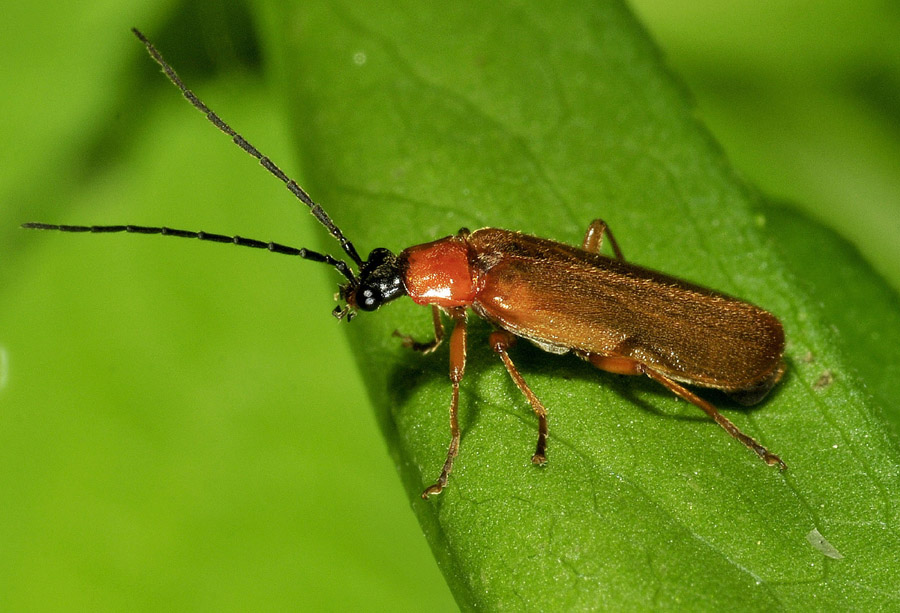 Cantharidae da det/conf.:  Rhagonycha nigriceps